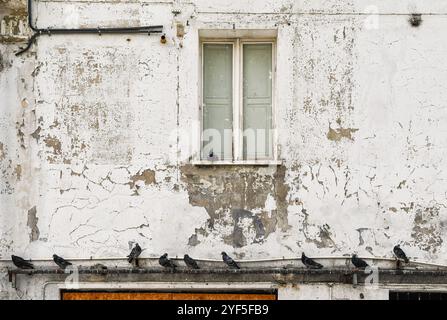 Extérieur d'une maison abandonnée avec mur blanc pelable et pigeons perchés sur la façade, Aoste, Italie Banque D'Images