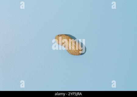 Une arachide unique sur un fond bleu avec espace de copie Banque D'Images