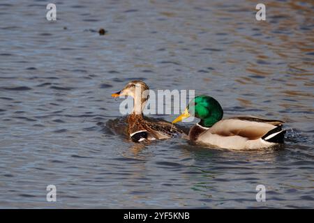 Couple de canards colverts nager ensemble dans la rivière, nom scientifique Anas platyrhynchos Banque D'Images