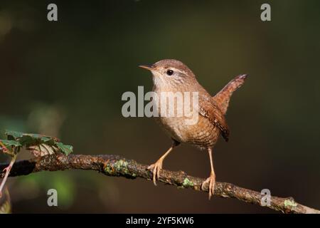 Wren, un petit oiseau qui habite les zones forestières, est un oiseau très actif. Nom scientifique Troglodytes Troglodytes Banque D'Images