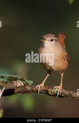 Wren, un petit oiseau qui habite les zones forestières, est un oiseau très actif. Nom scientifique Troglodytes Troglodytes Banque D'Images