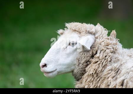 Mouton dormer dans un pâturage agricole Banque D'Images