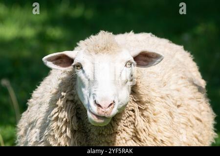 Mouton dormer dans un pâturage de ferme gros plan tête mâchant le cud Banque D'Images