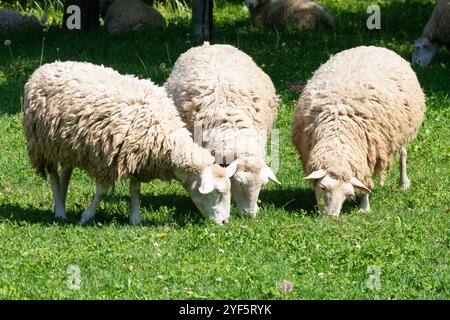 Unshorn Dormer mouton pâturant dans un pâturage de ferme au printemps avec la toison pleine Banque D'Images