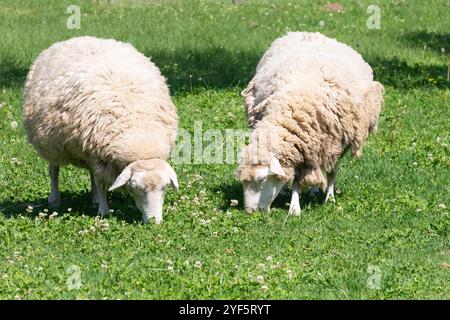 Moutons Dormer pâturant dans un pâturage agricole au printemps Banque D'Images