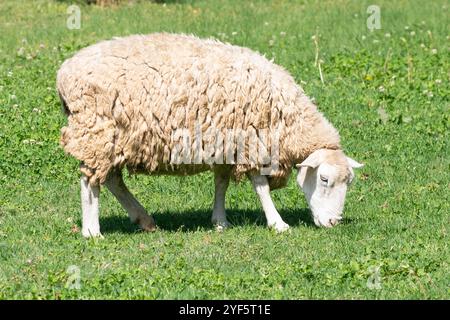 Mouton dormer dans un pâturage agricole Banque D'Images