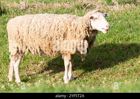 Mouton dormer au coucher du soleil pâturant dans un pâturage de ferme Banque D'Images