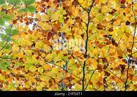Vue rapprochée d'une branche de hêtre aux couleurs d'automne. Banque D'Images