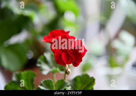 Femmes peintes vanessa cardui papillon pollinisant Zinnia elegans connu sous le nom de jeunes-et-âge rouge rose zinnies dans le jardin fleurs florissant des feuilles vertes Banque D'Images