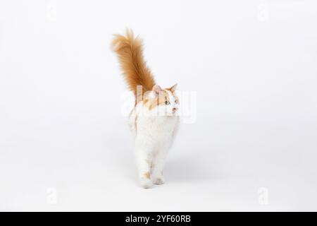 Un chat au gingembre délicieux et ludique profitant d'un moment de détente sur un fond blanc lumineux Banque D'Images