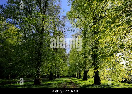 Vue printanière le long de Common Lime Tree Avenue et Bluebell Flowers à Clumber Park, Nottinghamshire, Angleterre, Royaume-Uni Banque D'Images