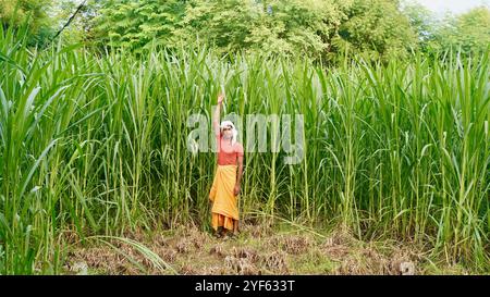 Agriculteur indien en turban blanc avec les mains croisées debout devant le champ de canne à sucre vert et regarde dans la caméra avec un visage sérieux. Banque D'Images