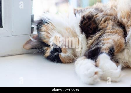 Un chat calico dort paisiblement sur un rebord de fenêtre ensoleillé, se prélasser dans la chaleur et le confort d'une lumière tranquille l'après-midi Banque D'Images