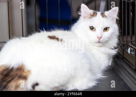 Un beau chat blanc orné de charmantes taches brunes est confortablement allongé dans une cage, profitant de l'atmosphère chaleureuse Banque D'Images