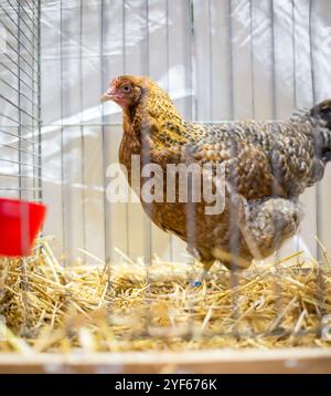 Bielefelder Kennhuhn poule sur une exposition animale Banque D'Images