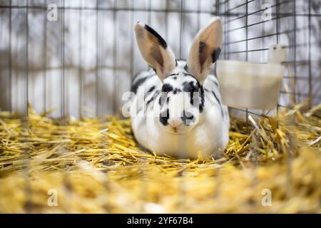 Mini lapin Dalmatien Rex sur une exposition d'animaux Banque D'Images