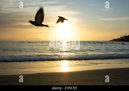 Oiseaux et paddle Boarders à la plage de Copacabana à Rio de Janeiro au Brésil au lever du soleil Banque D'Images