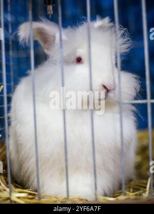 Lapin Angora blanc sur une exposition d'animaux Banque D'Images