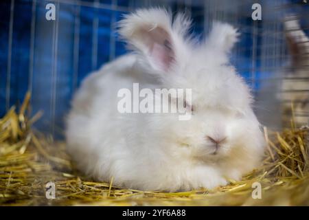 Lapin Angora blanc sur une exposition d'animaux Banque D'Images