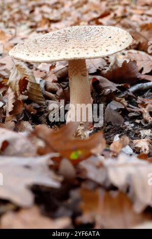 Un champignon perlé dans la forêt de feuillus basse-Autriche Banque D'Images