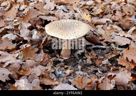 Un champignon perlé dans la forêt de feuillus basse-Autriche Banque D'Images