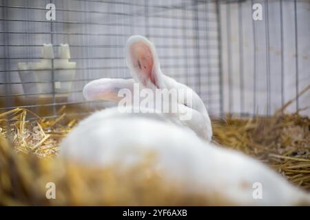 Lapin blanc de Vienne sur une exposition d'animaux Banque D'Images