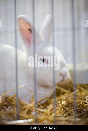 Lapin blanc de Vienne sur une exposition d'animaux Banque D'Images