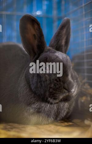 Lapin bleu de Vienne (Blaues Wienerkaninchen) sur une exposition animalière Banque D'Images