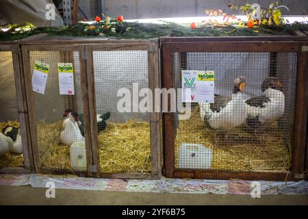 Canards et oies de Pommeranian à une exposition d'animaux Banque D'Images