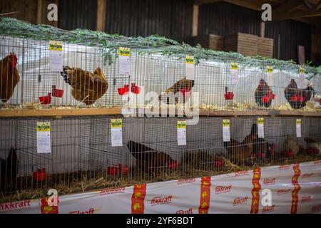 Poulets sur une exposition animale Banque D'Images