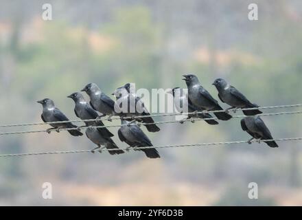 Troupeau de Jackdaws perché sur des lignes électriques, Agia Varvara, Chypre Banque D'Images