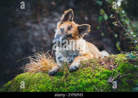 Ancien chien de berger allemand (Westerwälder Kuhhhhhund) Banque D'Images