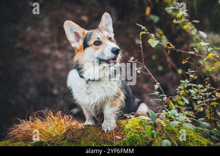 Welsh Corgi Pembroke Banque D'Images