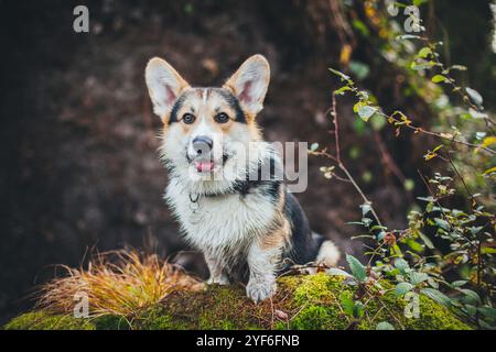 Welsh Corgi Pembroke Banque D'Images