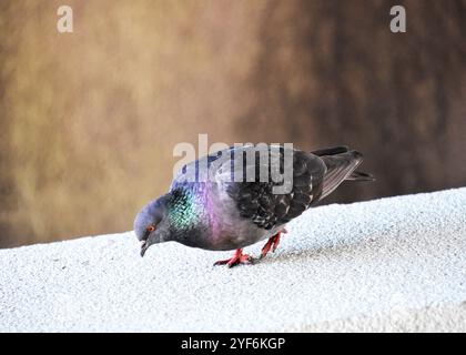 Il y a un pigeon perché sur un rebord sur un fond brun Banque D'Images