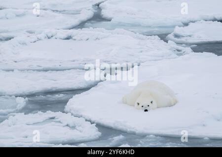 Océan Arctique, Svalbard, Norvège. Ours polaire femelle gras et en bonne santé sur de la glace de crêpe. Banque D'Images