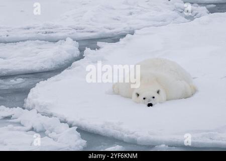 Océan Arctique, Svalbard, Norvège. Ours polaire femelle gras et en bonne santé sur de la glace de crêpe. Banque D'Images