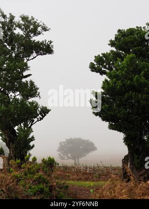Une scène paisible de forêt brumeuse avec un arbre solitaire encadré par deux arbres plus grands, capturant l'essence tranquille de la nature et de l'isolement magnifiquement Banque D'Images