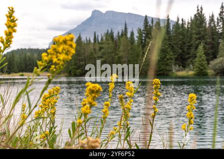 Étangs de cascade dans le parc national Banff en été avec une vue imprenable sur le bord de la ville. Fleurs sauvages jaune vif en vue. Banque D'Images
