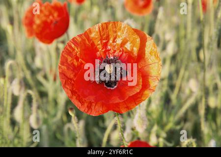 coquelicots en fleurs avec des abeilles à l'aube en gros plan Banque D'Images