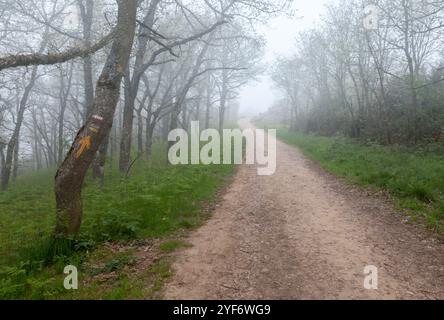 Un chemin de terre isolé serpente à travers une forêt couverte de brouillard, entouré d'arbres et d'une végétation luxuriante. Banque D'Images