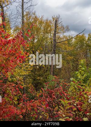 Un regard rapproché sur les feuilles de couleur automnale et un arbre fané dans le parc national de New River gorge, en Virginie occidentale, mettant en valeur la beauté et les contrastes du Banque D'Images