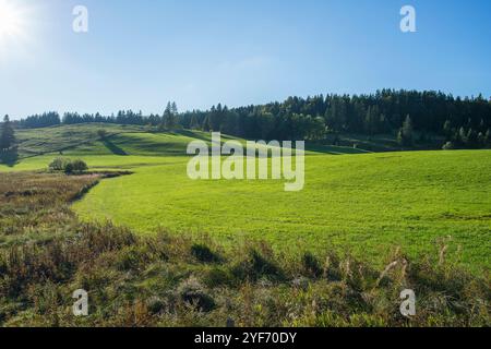 Paysage de la Vallée de Joux, prairie et forêt d'épinettes Banque D'Images