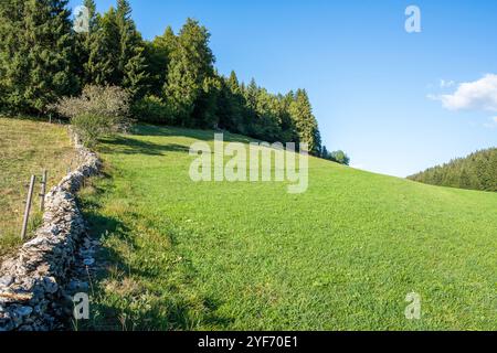 Paysage de la Vallée de Joux, prairie, forêt d'épinettes et mur de pierres sèches Banque D'Images