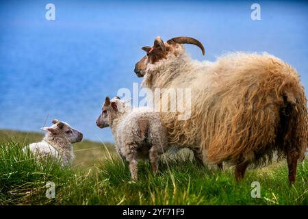 Moutons et chèvres pâturant à Skalanes, Seydisfjordur Islande. Réserve naturelle de Skálanes, une réserve naturelle privée unique située sur un lointain autrefois abandonné Banque D'Images