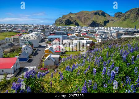 Champ de lave d'Eldfell, ville de Vestmannaeyjar, Heimaey, îles Westman, sud de l'Islande ou Suðurland, Islande. Sable de lave et lupin bleu d'Alaska (lupinus Banque D'Images