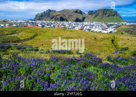 Champ de lave d'Eldfell, ville de Vestmannaeyjar, Heimaey, îles Westman, sud de l'Islande ou Suðurland, Islande. Sable de lave et lupin bleu d'Alaska (lupinus Banque D'Images