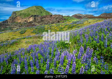 Champ de lave d'Eldfell, ville de Vestmannaeyjar, Heimaey, îles Westman, sud de l'Islande ou Suðurland, Islande. Sable de lave et lupin bleu d'Alaska (lupinus Banque D'Images