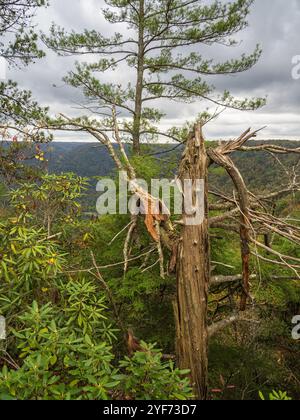 Un arbre fané avec des branches cassées ajoute une touche de beauté sauvage au paysage de Turkey Spur Rock et Grandview Rim, New River gorge National Pa Banque D'Images