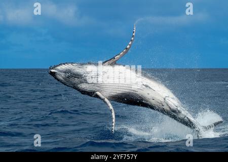Baleine à bosse (Megaptera novaeangliae) en rupture dans l'océan Pacifique, Vava'u, Tonga Banque D'Images